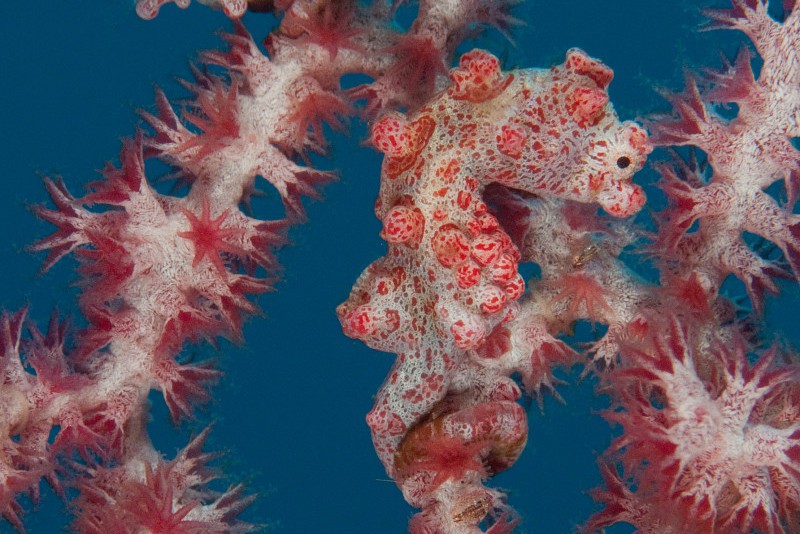 Diving Bunaken