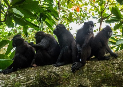 Black Macaques in Tangkoko, by Sander van Hulsenbeek