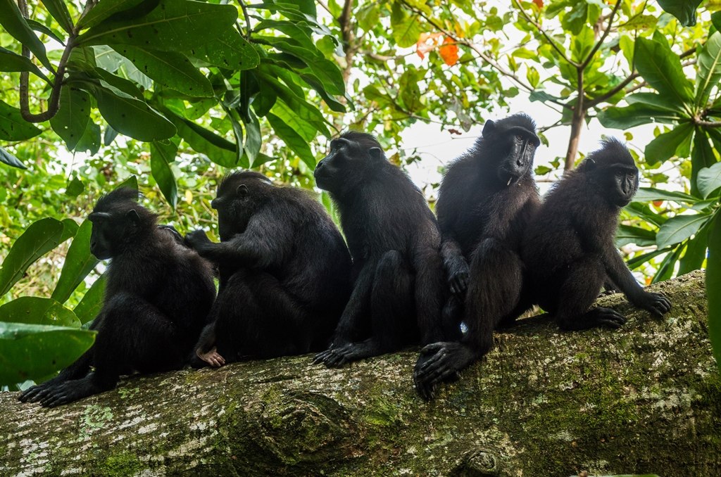 Black Macaques in Tangkoko, by Sander van Hulsenbeek