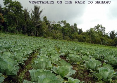 Cabbage on the walk to Mahawu