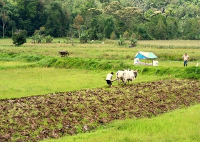 Farmers, North Sulawesi