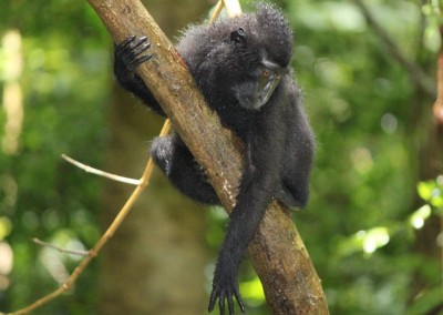 Black Macaque, by Nina Morstol