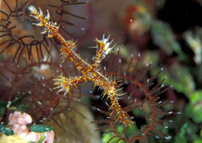 Ornate Gosth Pipe Fish