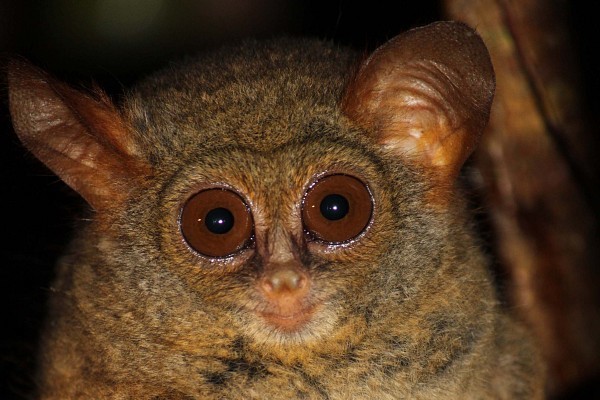 Tarsier