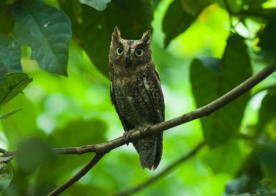 Scoot Owl, by Sander van Hulsenbeek