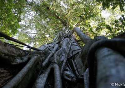 Tangkoko