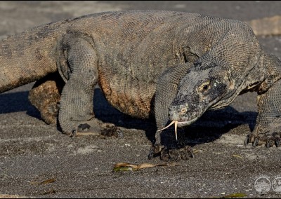 Komodo Dragon