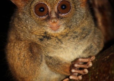 Tarsier, by Nina Morstol