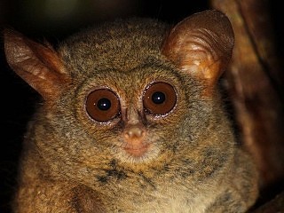 Tangkoko Nature Reserve