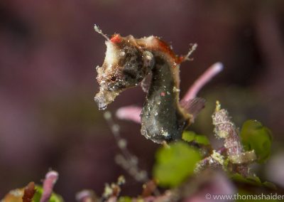 Triton Bay Diving