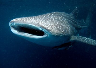 Whale shark