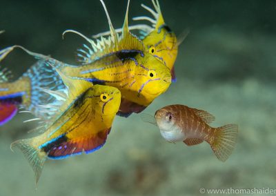 Triton Bay Diving