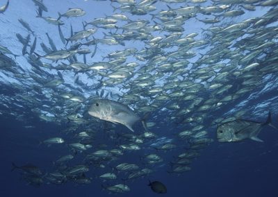 Dive with AlamBatu