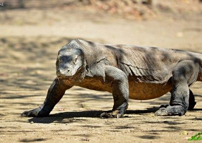 Komodo Dragon