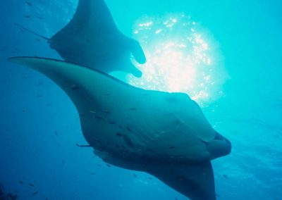 Manta