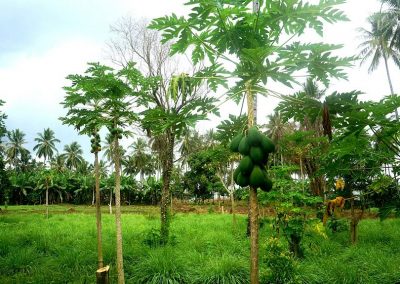 Papaya plantation