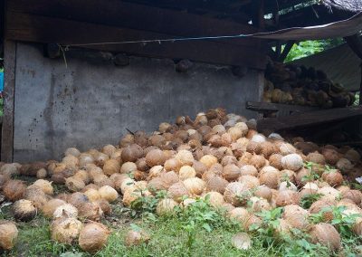 Husk removed coconuts