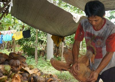 Traditional coconut husk removal