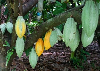 Cacao fruits