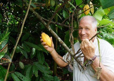 Ripe cacao fruit