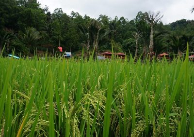 Rice field