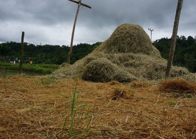 Rice hay stack
