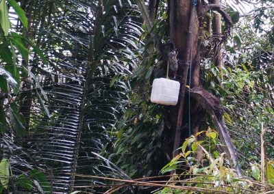 Fresh palm juice