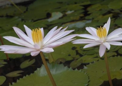 Lotus Flowers