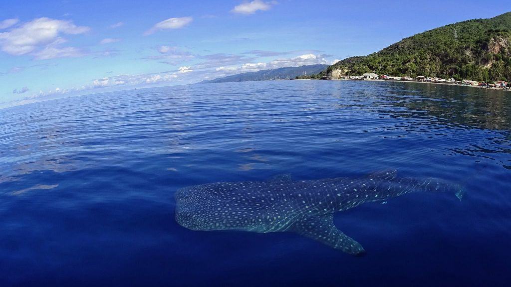 Miguel’s Diving Gorontalo