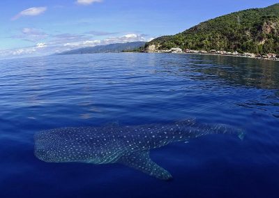 Miguel’s Diving Gorontalo