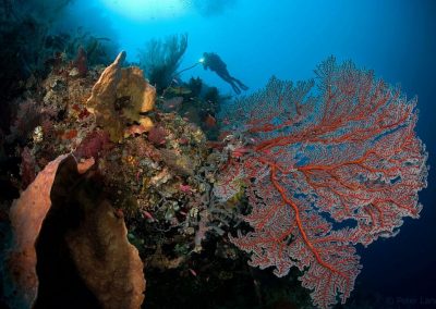 Selayar diving