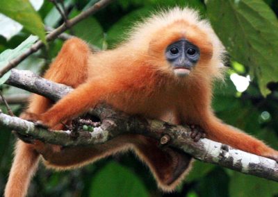 LANGUR Red-Leaf-Monkey