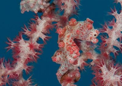 Pygmy Seahorse