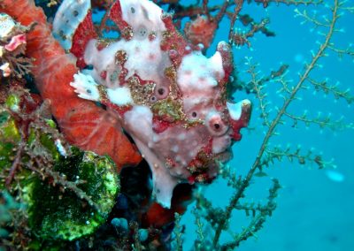 Dive Bunaken