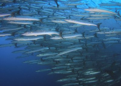 Barracudas