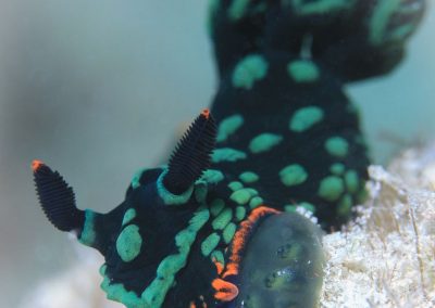 Nudibranch