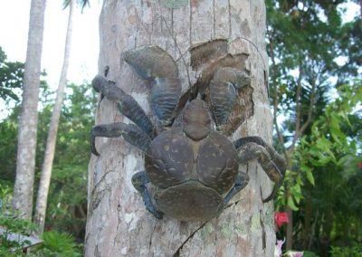 Coconut crab