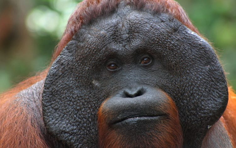 Orangutan, Borneo