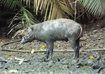 Babirusa