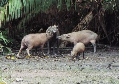 Babirusa