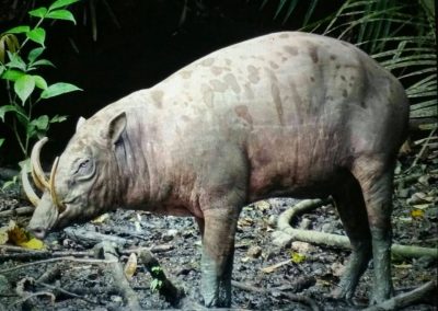 Babirusa