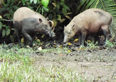 Babirusa