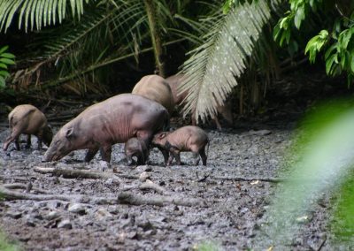 Babirusa