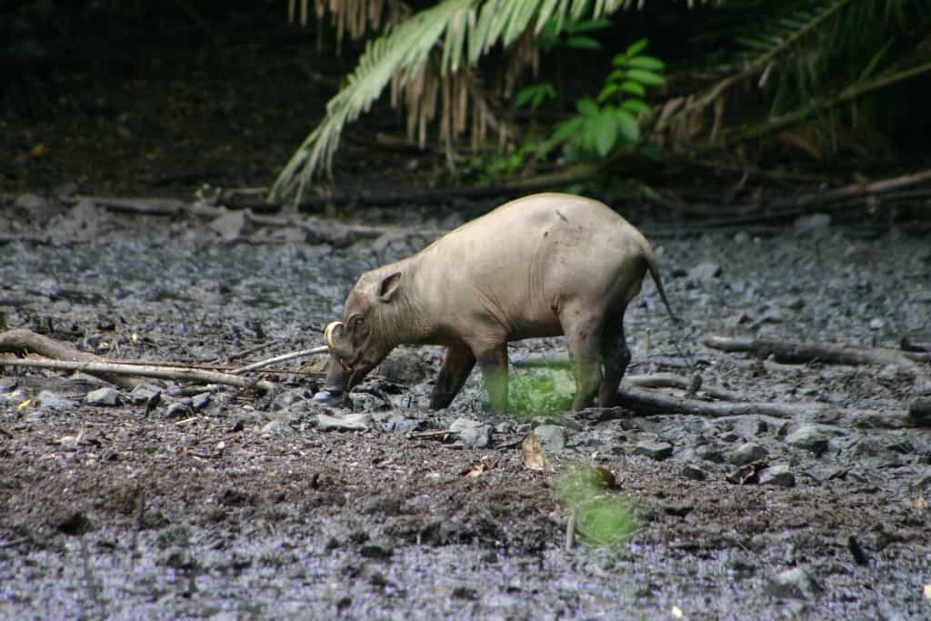 Babirusa, Sulawesi