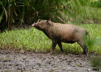 Babirusa