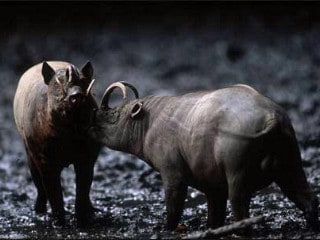 Babirusa Endemic Tour