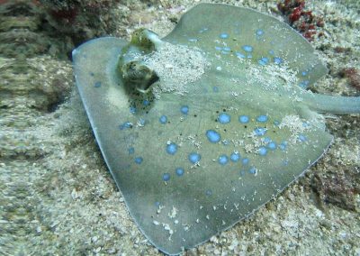 Diving the Togian Islands