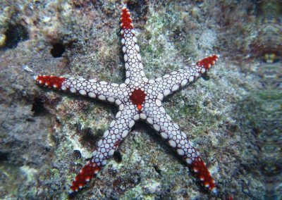 Diving the Togian Islands