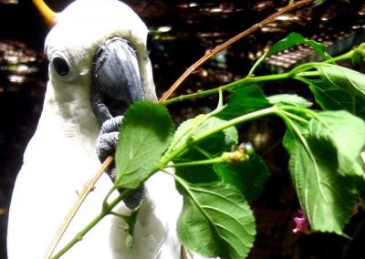 Bird Rescue