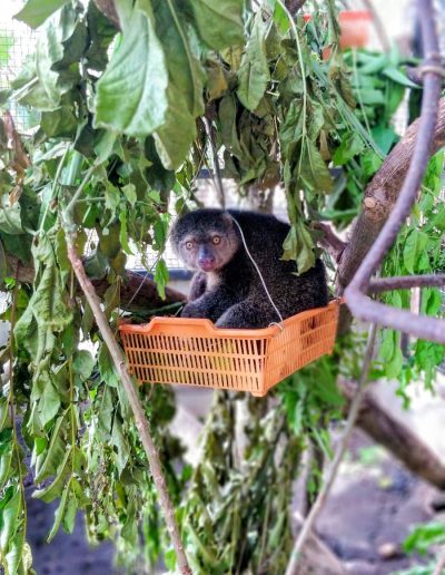 Cuscus just hanging about